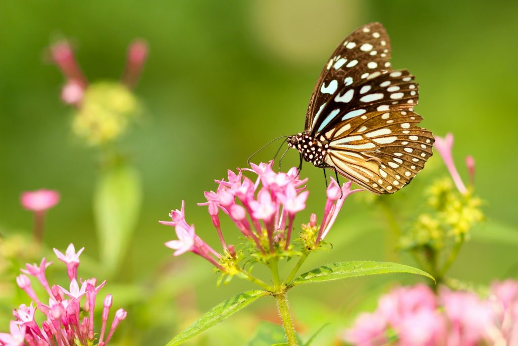 butterfly on a pink flower in spring